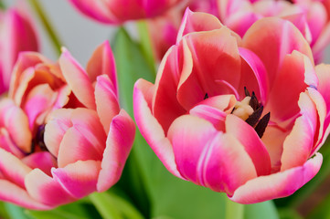 close up of pink double tulips, macro color photo