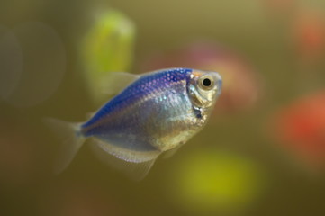 Gymnocorymbus ternetzi glo fish in aquarium
