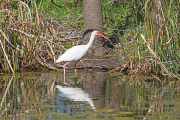 White Ibis on the Hunt