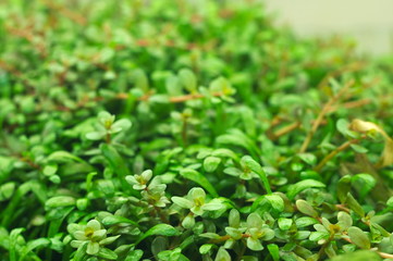 tropical aquatic plants in the aquarium