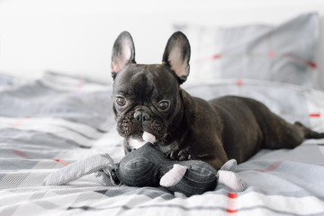 french bulldog puppy playing with toy on bed