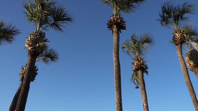 Right To Left Panorma Palm Trees In Tropical Vacation Getaway Location Against Bright Clear Blue Sky