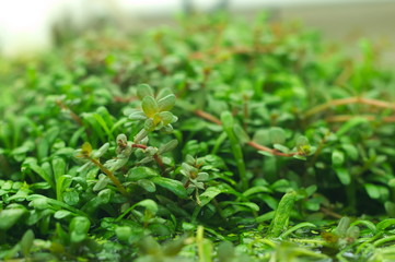 tropical aquatic plants in the aquarium