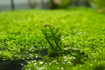 tropical aquatic plants in the aquarium