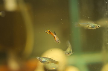 Guppy-Endler's Poecilia wingei fish in aquarium
