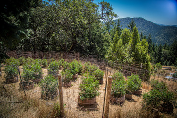 Marijuana Farm Industry - weed and commercial cannabis