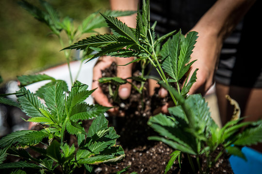 Marijuana Farm Industry - weed and commercial cannabis