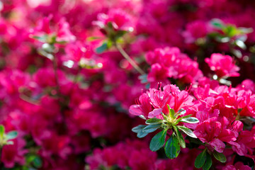 Obraz premium Beautiful sakura flowers.