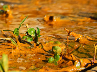 brown water, iron in the flowing stream
