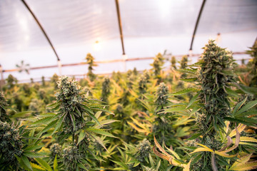 Marijuana Farm Industry - weed and commercial cannabis