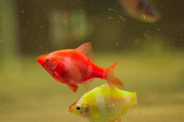 Puntius tetrazona glo fish in aquarium