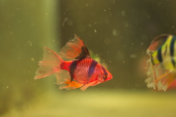 Puntius tetrazona glo fish in aquarium