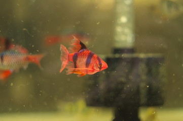 Puntius tetrazona glo fish in aquarium
