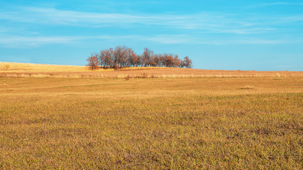 Autumn landscape with a group of trees