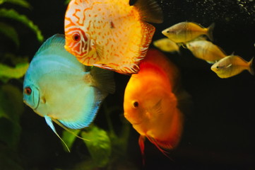 Discus fish in aquarium