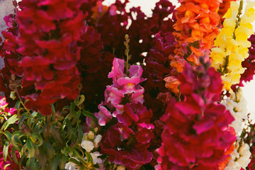 Naklejka na ściany i meble Colorful snapdragon flowers close up. Beautiful floral background for posters, blogs and web design.