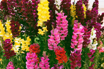 Colorful snapdragon flowers close up. Beautiful floral background for posters, blogs and web design.