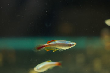 Tanichthys albonubes tropical fish in aquarium