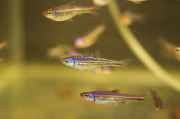 Notropis chrosomus tropical fish in aquarium