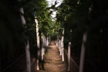 Marijuana Farm Industry - weed and commercial cannabis