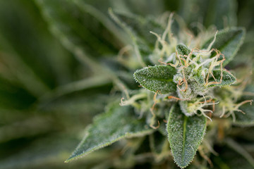 Marijuana Farm Industry - weed and commercial cannabis