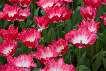 Close-up of closely bundled white-pink tulips. Easter background.