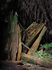Douglas fir tree stump