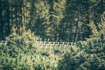 Marijuana Farm Industry - weed and commercial cannabis