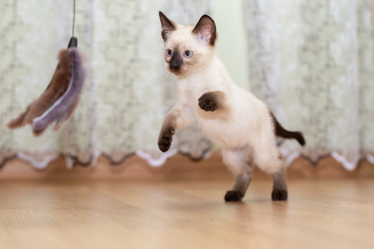 A Thai kitten plays with a fur toy on a rope