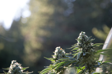 Marijuana Farm Industry - weed and commercial cannabis