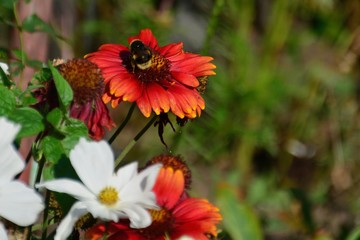 Bee collecting pollen on a colourful flower.