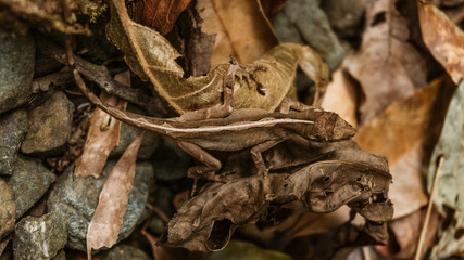 lizard camouflaged in a leaf litter