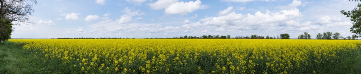 Obraz premium Panoramic view. Beautiful rural landscape. Alfalfa yellow field on blue sky with white clouds background