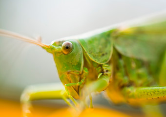 Large locust sitting on yellow flower, Hungary
