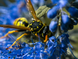 Pollination