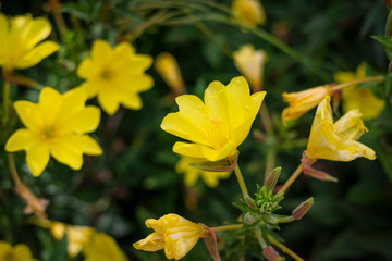 Primer plano de flores amarillas (Oenothera fruticosa) en un ambiente natural (jardín) con luz natural  