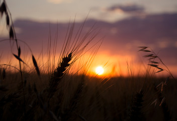 Bright sunset over  barley field