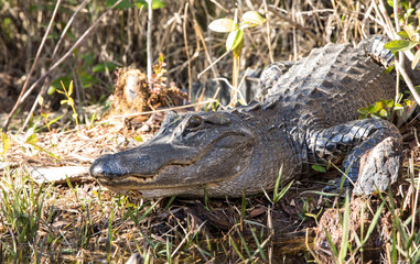 Wild American alligator (alligator mississippiensis) in the Okefenokee swamp of Georgia, USA.