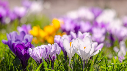 Spring awakening background - Blossoming purple white crocuses on a green meadow, with space for text