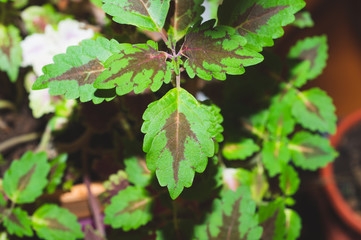 Leaves of houseplant close up. nature background with green plants