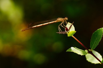 Odonata is sunbathing on the grass