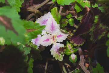 Leaves of houseplant close up. nature background with green plants