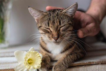 portrait of a tabby cat lying on a wooden background with a yellow daffodil flower and sniffing it