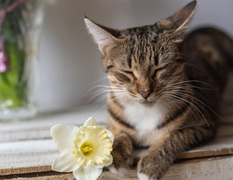 portrait of a tabby cat lying on a wooden background with a yellow daffodil flower and sniffing it