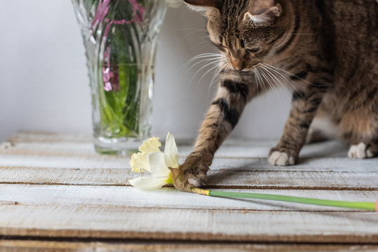 portrait of a tabby cat playing on a wooden background with a yellow daffodil flower