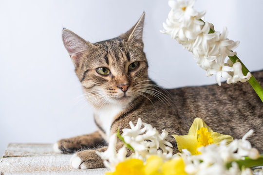 tabby cat lies with a bouquet of white and yellow flowers