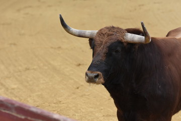 Cabeza