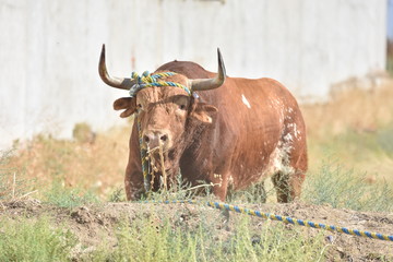 toro de cuerda