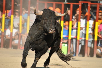 bonita planta la de este toro