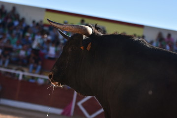 cabeza de toro